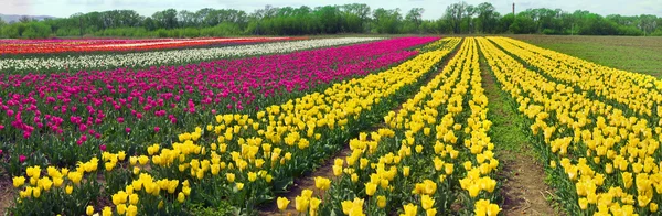 Zahradní květiny tulipány — Stock fotografie