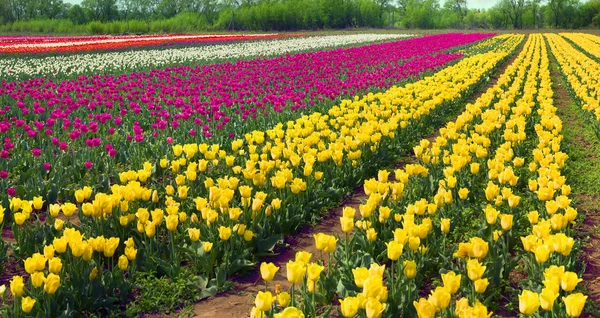 Zahradní květiny tulipány — Stock fotografie