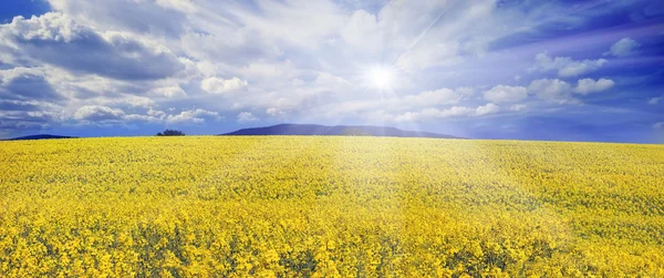 Blooming rapeseed field — Stock Photo, Image