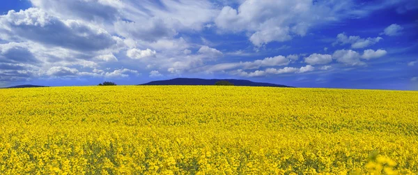 Blooming rapeseed field — Stock Photo, Image