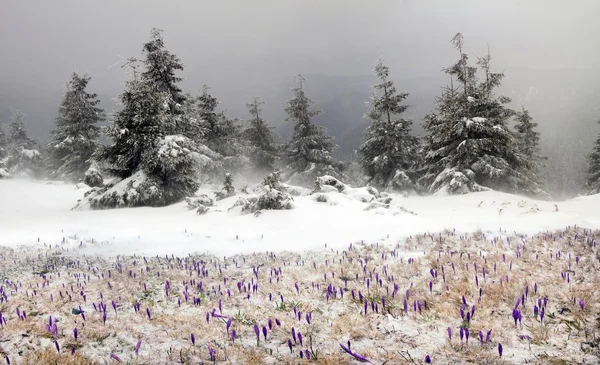 Krokussen op berg weide in sneeuwval — Stockfoto