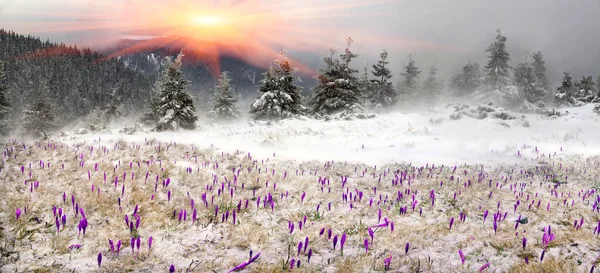 Krokusse bei Schneefall auf Bergwiese — Stockfoto