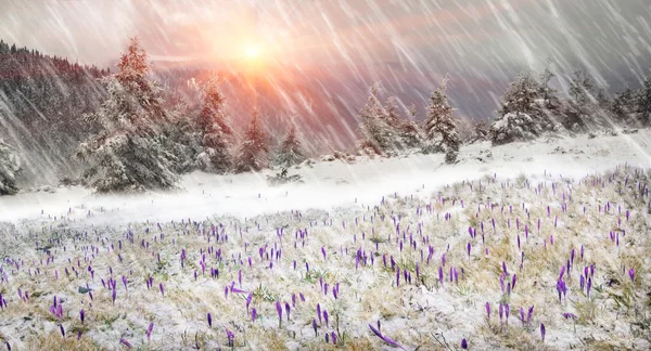 Crocuses on mountain meadow in snowfall — Stock Photo, Image