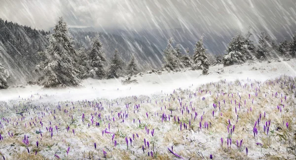 Krokusar på berg äng i snöfall — Stockfoto