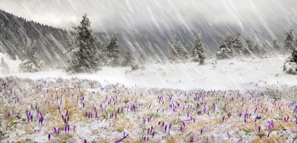 Krokussen op berg weide in sneeuwval — Stockfoto