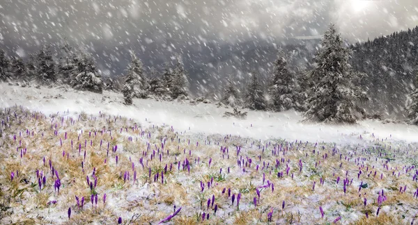 Krokussen op berg weide in sneeuwval — Stockfoto