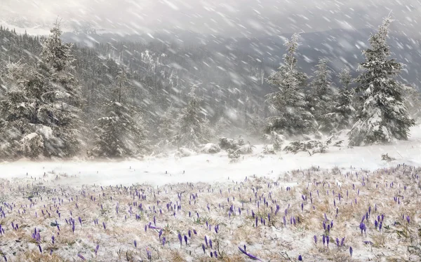 Krokusar på berg äng i snöfall — Stockfoto