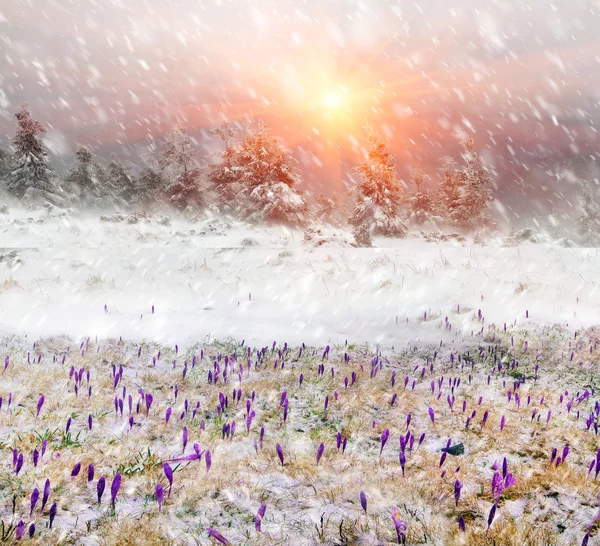 Spring flowers Crocuses in blizzard — Stock Photo, Image