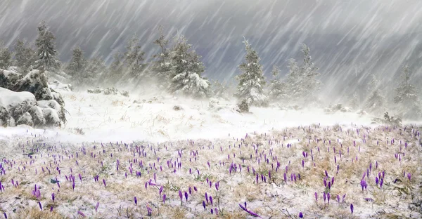 Fiori primaverili crochi in bufera di neve — Foto Stock