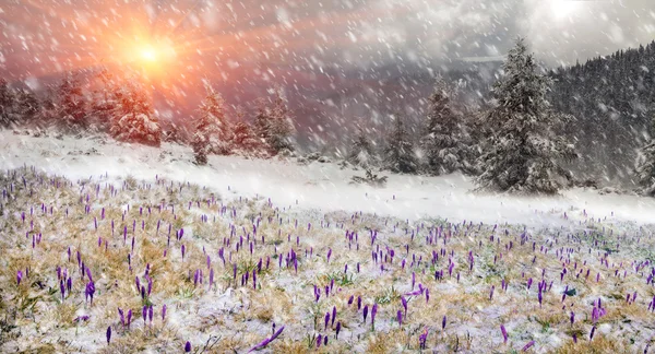 Ανοιξιάτικα λουλούδια κρόκους σε χιονοθύελλα — Φωτογραφία Αρχείου