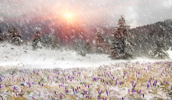 Frühlingsblumen Krokusse im Schneesturm — Stockfoto
