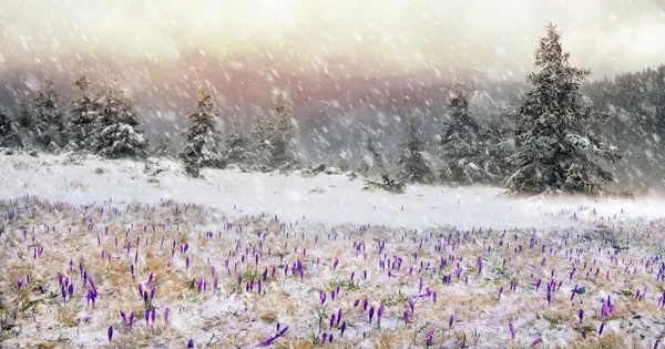 Jarní květiny krokusy v blizzard — Stock fotografie