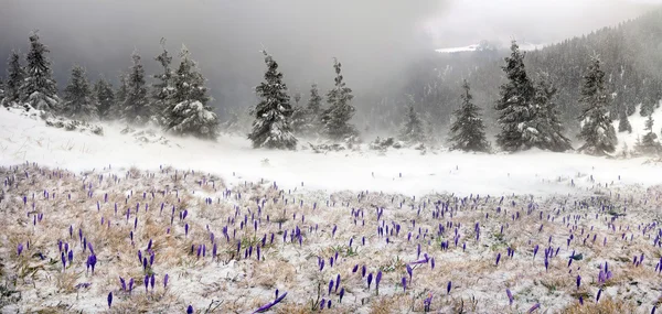 Flores da primavera crocos em nevasca — Fotografia de Stock