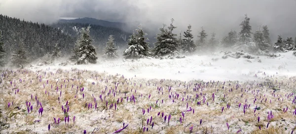 Frühlingsblumen Krokusse im Schneesturm — Stockfoto