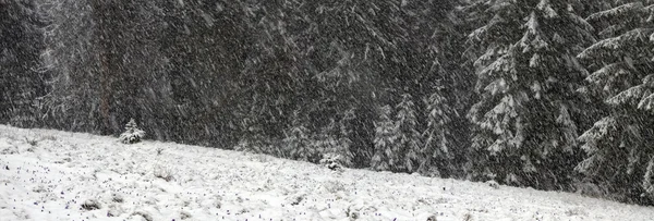 Árvores nevadas — Fotografia de Stock