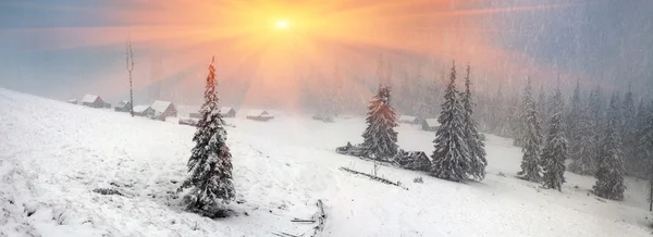 Schneebedeckte Winterbäume — Stockfoto