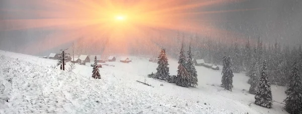 snowy winter trees