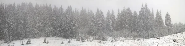 Snörik vinter träd — Stockfoto