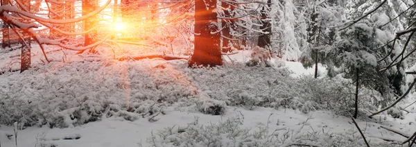 白雪皑皑的冬天树 — 图库照片