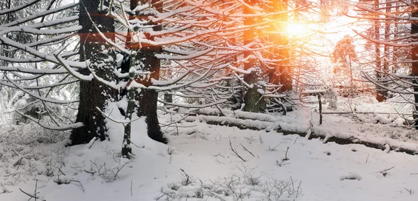 Foresta innevata nei Carpazi — Foto Stock