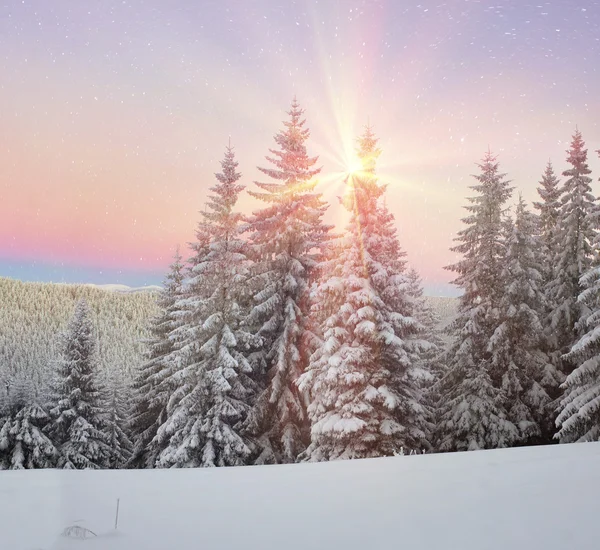 Bosque nevado en los Cárpatos — Foto de Stock