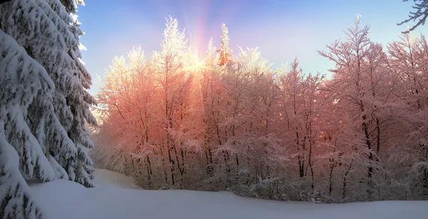 Verschneiter Wald in den Karpaten — Stockfoto