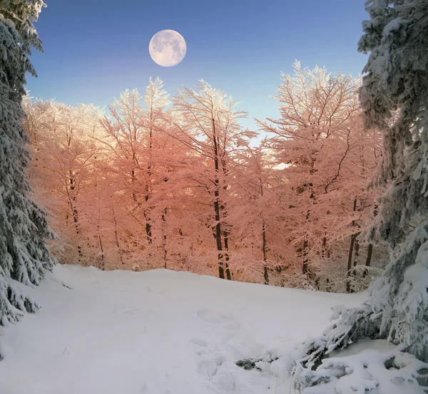 Foresta innevata nei Carpazi — Foto Stock