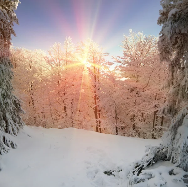 Zasněžený les v Karpatech — Stock fotografie