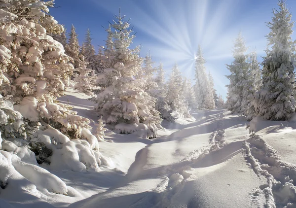 Forêt enneigée dans les Carpates — Photo