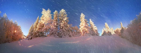 Χιονισμένο δάσος στα Καρπάθια — Φωτογραφία Αρχείου