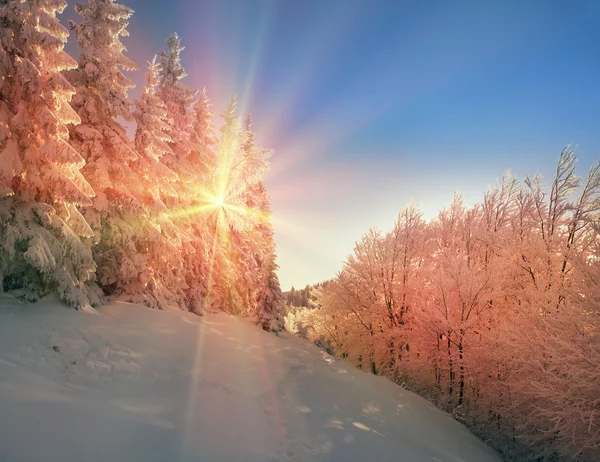 Verschneiter Wald in den Karpaten — Stockfoto