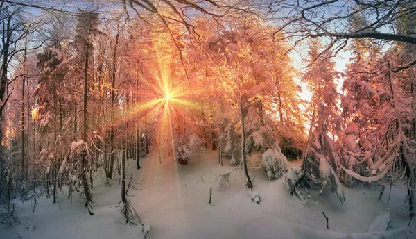 Floresta nevada em Cárpatos — Fotografia de Stock