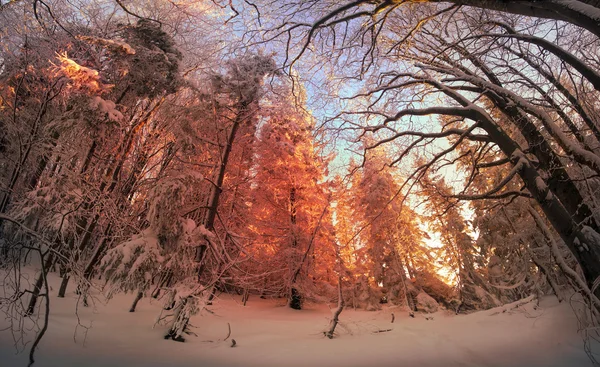 Zasněžený les v Karpatech — Stock fotografie