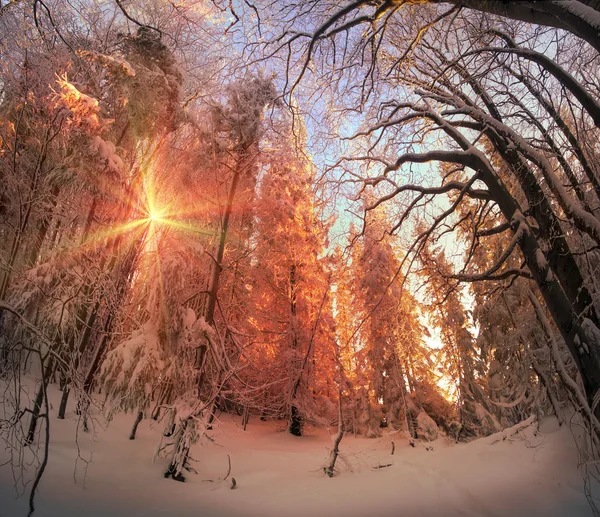 Carpathians에서 눈 덮인 숲 — 스톡 사진