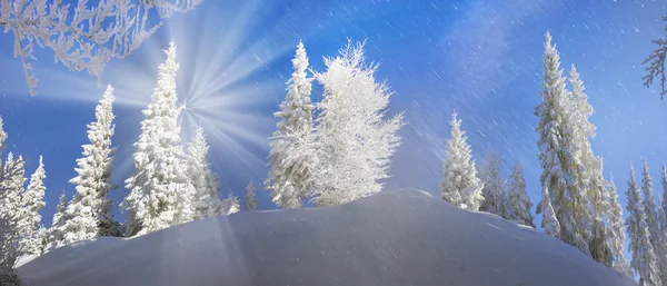 Forêt enneigée dans les Carpates — Photo