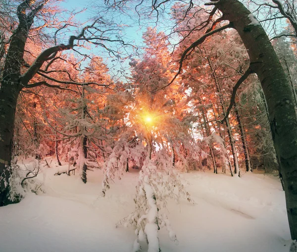 Verschneiter Wald in den Karpaten — Stockfoto