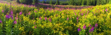 willow-herb blooming in Carpathian Mountains clipart