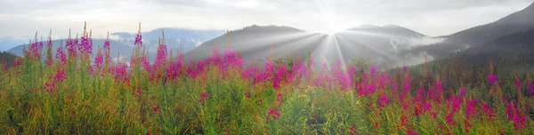 Sauce-hierba floreciendo en las montañas de los Cárpatos —  Fotos de Stock