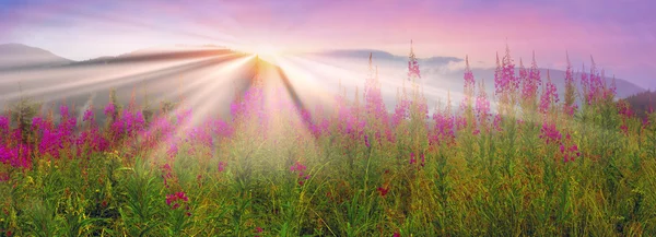 Floraison d'herbes de saule dans les Carpates — Photo