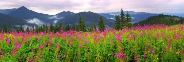 Willow-herb blooming in Carpathian Mountains — Stock Photo, Image