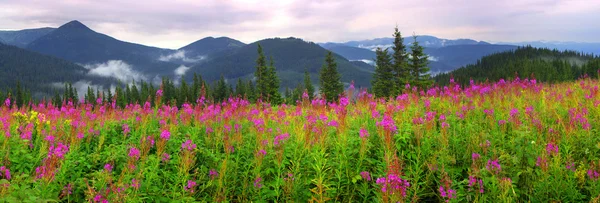 Fioritura salice-erba nelle montagne dei Carpazi — Foto Stock