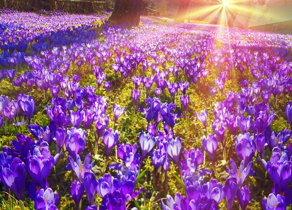 Krásný jarní květiny krokusy — Stock fotografie
