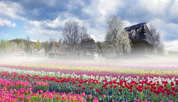 Velden van tulpen in Pirogovo — Stockfoto