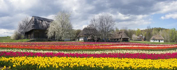 Pole tulipánů v Pirogovo — Stock fotografie