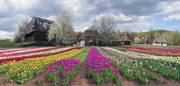 Velden van tulpen in Pirogovo — Stockfoto