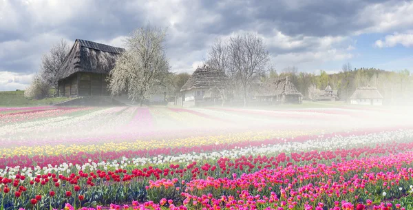 Campos de tulipanes en la aldea —  Fotos de Stock