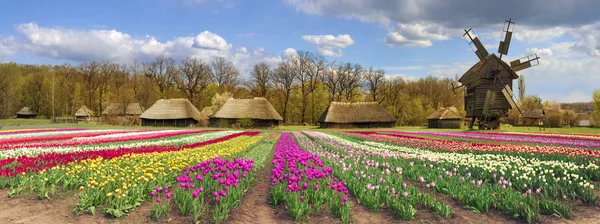 Поля тюльпанів у селі — стокове фото