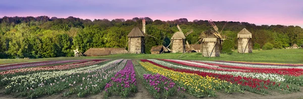 Bloeiende lente tulpen — Stockfoto