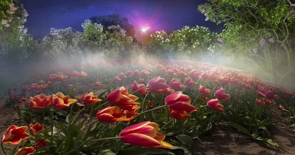 Tulipes printanières en fleurs — Photo