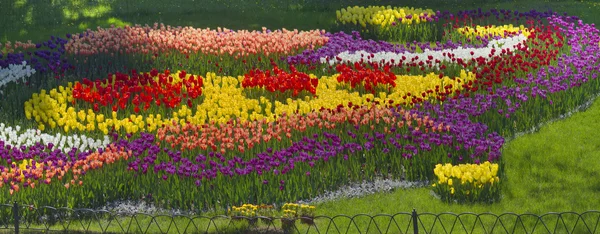 Blühende Frühlingstulpen — Stockfoto